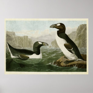 Plate 341 Underbar Auk Amerikanska fåglar Poster