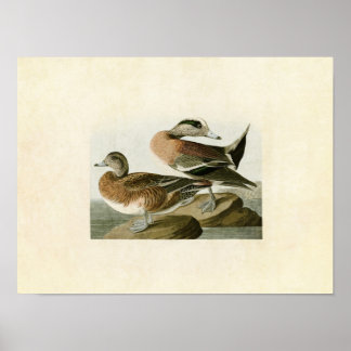 Plate 345 | American Widgeon | Amerikanska fåglar Poster