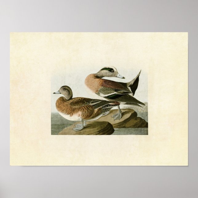 Plate 345 | American Widgeon | Amerikanska fåglar Poster (Framsidan)