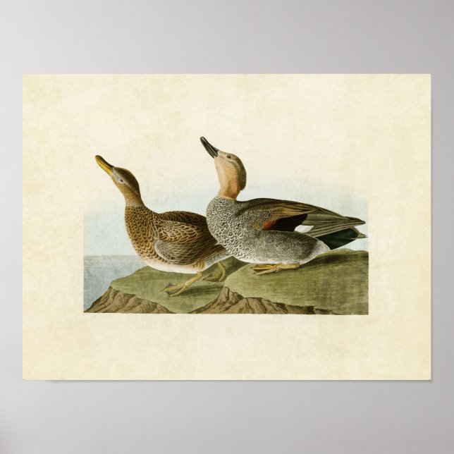 Plate 348 | Gadwall Anka | Amerikanska fåglar Poster (Framsidan)