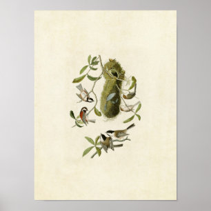 Plate 353 Titmus med kastanjundersida Poster