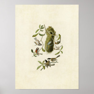 Plate 353 | Titmus med kastanjundersida Poster