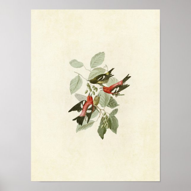 Plate 364 | Vitvingad korssedel Poster (Framsidan)