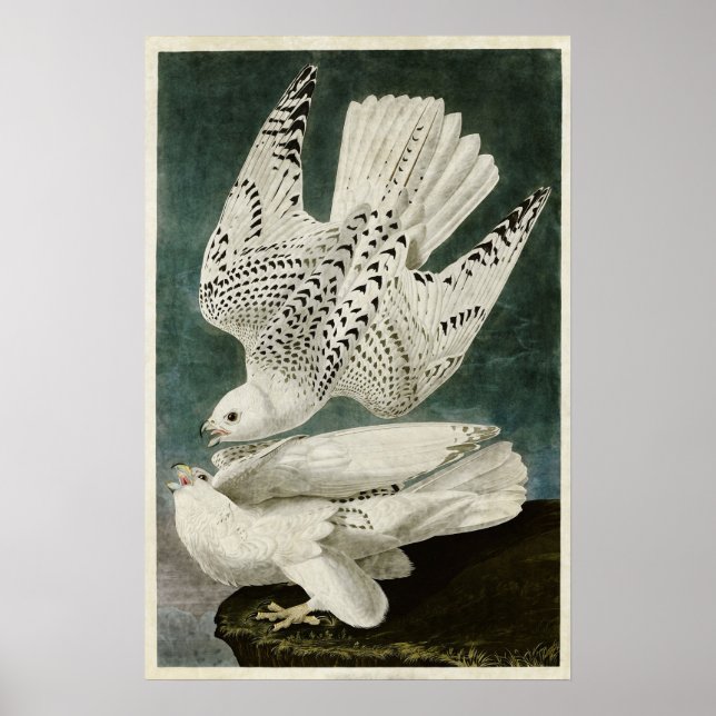 Plate 366 | Island eller Jer Falcon Poster (Framsidan)