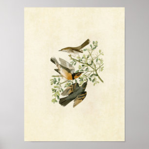 Plate 369 Bergsmyggfågel och varierad hast Poster