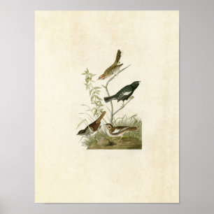 Plate 390   Lark Finch, Prairie Finch & Sparrow Poster
