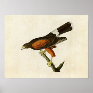 Plate 392 Louisiana Hawk Amerikanska fåglar Poster