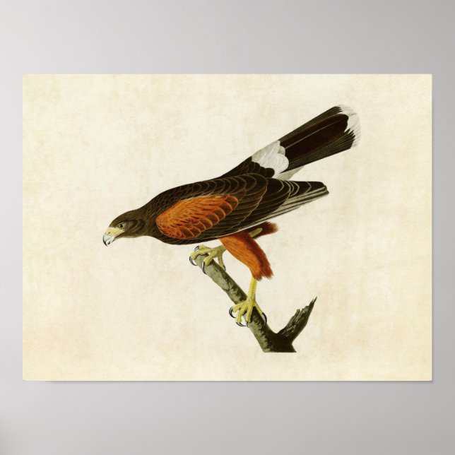 Plate 392 | Louisiana Hawk | Amerikanska fåglar Poster (Framsidan)