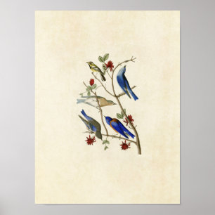 Plate 393 Townsend's Warbler & Bluebirds Poster