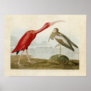 Plate 397 Scarlet Ibis Amerikanska fåglar Poster
