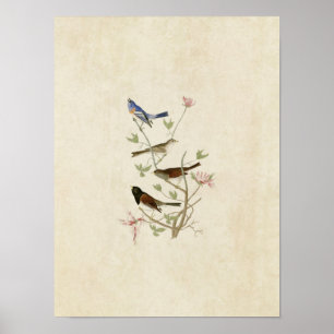 Plate 398 Lazuli Finch & Oregon Snö Finch Poster