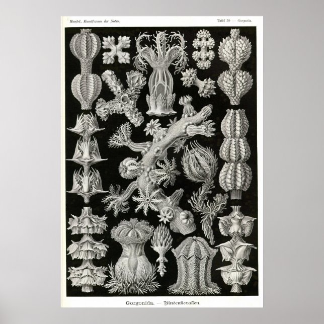 Plate 39 Gorgonia Poster (Framsidan)
