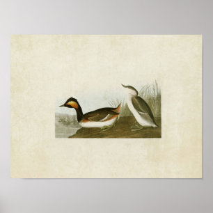 Plate 404 Ökad greb Amerikanska fåglar Poster