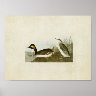 Plate 404 | Ökad greb | Amerikanska fåglar Poster