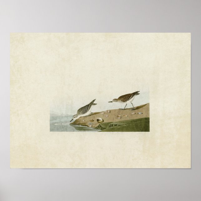 Plate 405 | Semipalmerad sandpiper Poster (Framsidan)