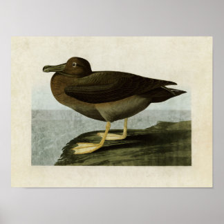 Plate 407 | Dusky Albatros | Amerikanska fåglar Poster