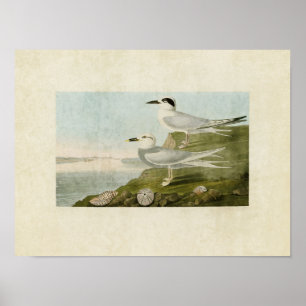 Plate 409   Havells Tern och Trudeau's Tern Poster