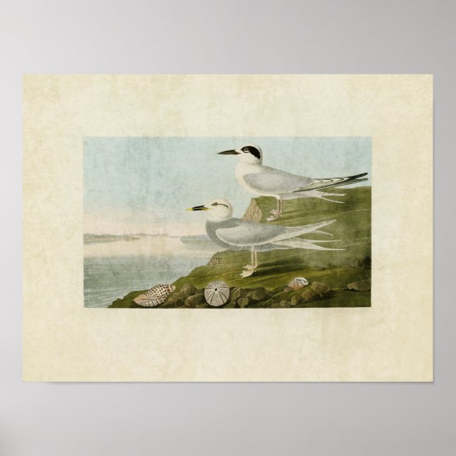 Plate 409 | Havells Tern och Trudeau's Tern Poster (Framsidan)