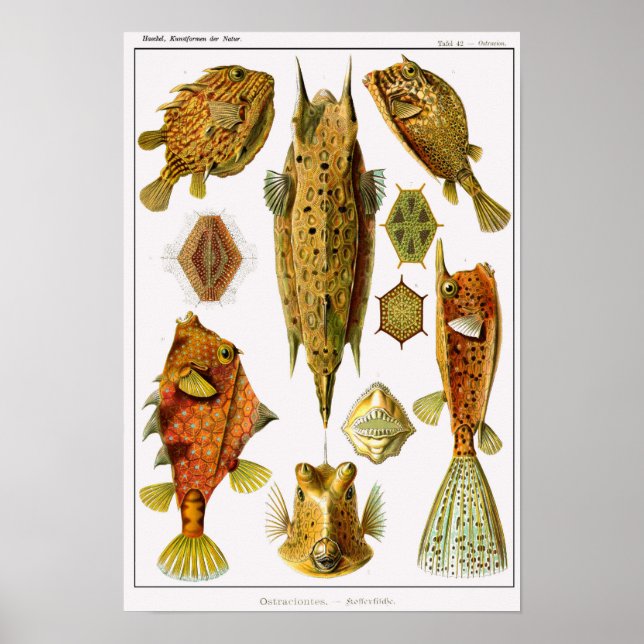 Plate 42. Ostracionter. Poster (Framsidan)