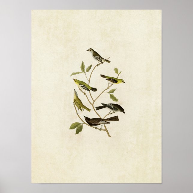Plate 434 | Flyktingar, Warbler, Vireo och Pewee Poster (Framsidan)