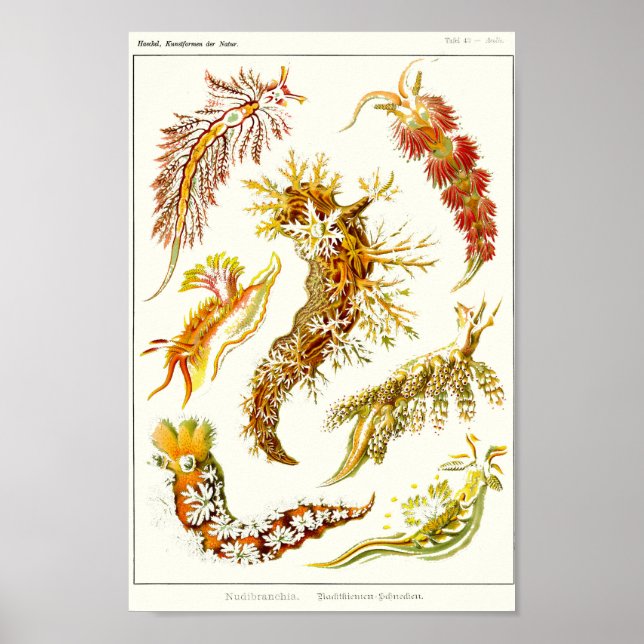 Plate 43. Nudibranchia. Poster (Framsidan)