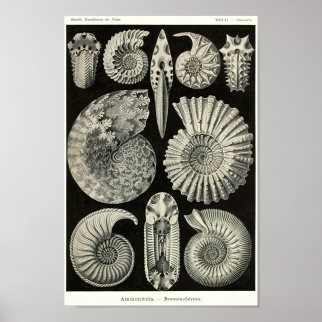 Plate 44. Ammonitida. Poster (Framsidan)