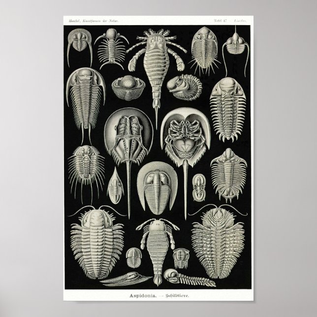 Plate 47. Aspidonia. Poster (Framsidan)