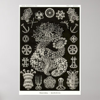 Plate 50. Thuroidé. Poster