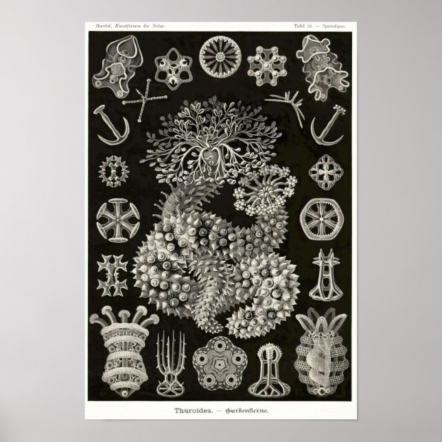 Plate 50. Thuroidé. Poster (Framsidan)
