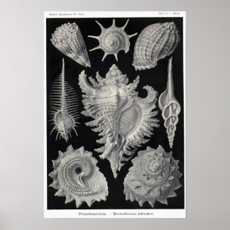 Plate 53. Prosobranchia. Poster