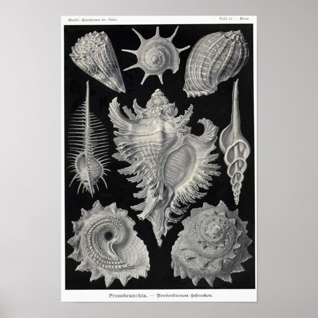 Plate 53. Prosobranchia. Poster (Framsidan)