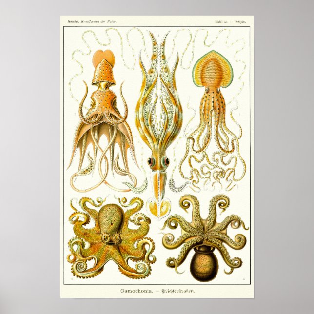 Plate 54. Gamochonia. Poster (Framsidan)