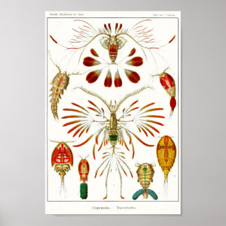 Plate 56. Pommes. Poster