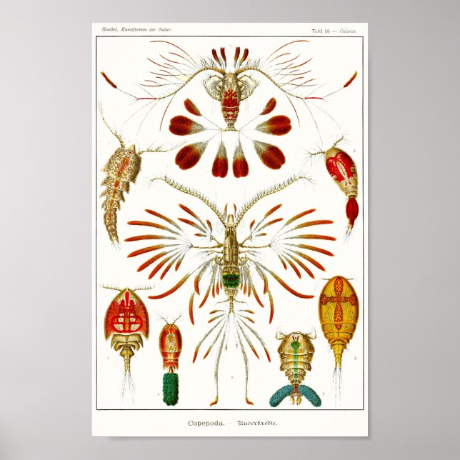 Plate 56. Pommes. Poster (Framsidan)