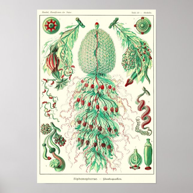 Plate 59. Strobalia cupola. Poster (Framsidan)