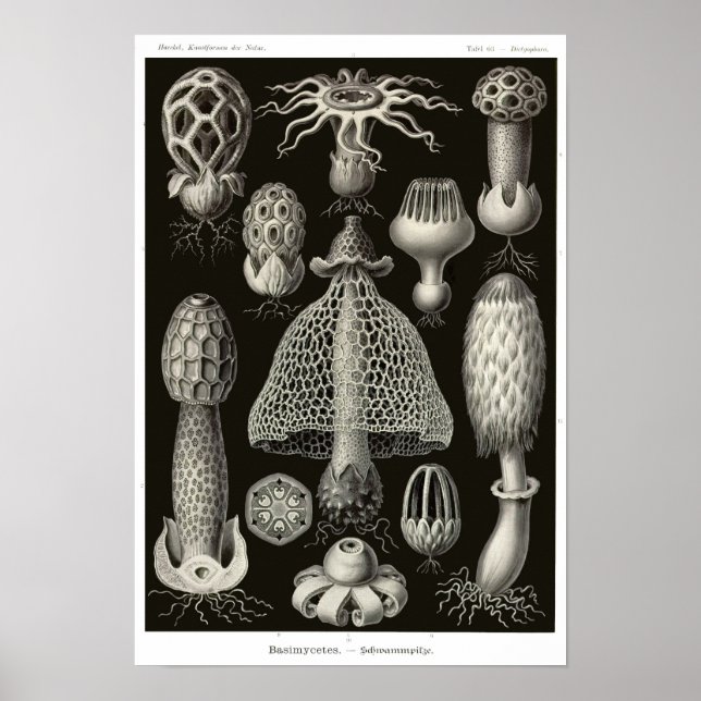 Plate 63. Basidiomycetes. Poster (Framsidan)