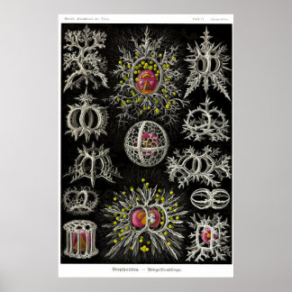 Plate 71. Stephoidé Poster