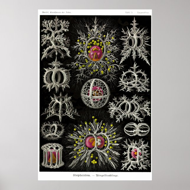 Plate 71. Stephoidé Poster (Framsidan)