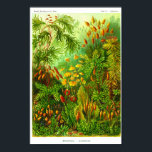 Plate 72. Muscinae. Poster<br><div class="desc">Muscinae (nu Bryophyta) Mosses,  små blomlösa växter som vanligtvis växer i klumpar i fuktig och skum ställe. Plate 72 från Ernst Haeckels "Kunstformen der Natur" (Art-forms of Nature) 1900.</div>