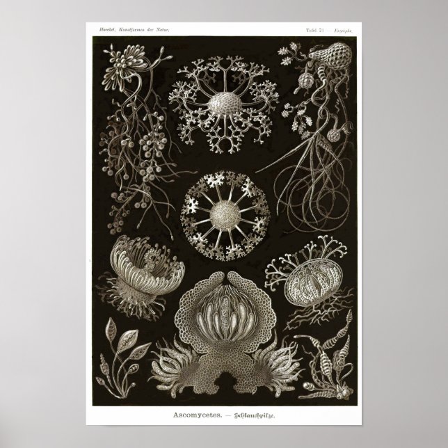 Plate 73. Ascomycetes. Poster (Framsidan)