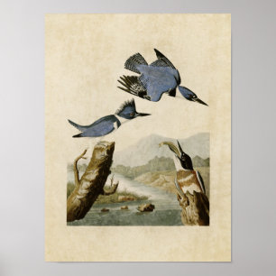 Plate 77 Bastiaan Kingfisher Amerikanska fågla Poster
