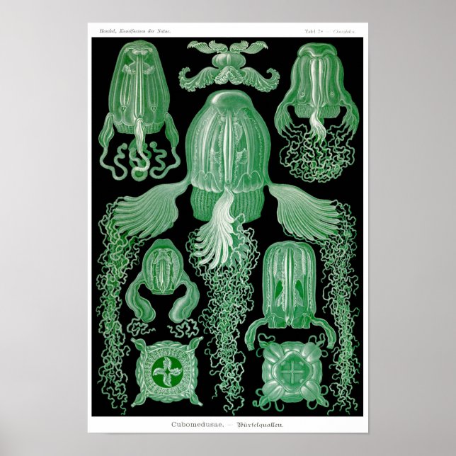 Plate 78. Kubomedusae Poster (Framsidan)