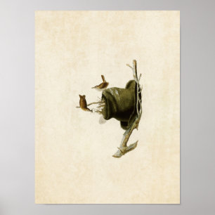 Plate 83 House Wren Amerikanska fåglar Poster