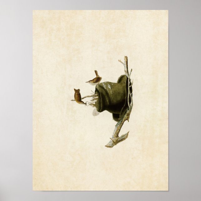 Plate 83 | House Wren | Amerikanska fåglar Poster (Framsidan)