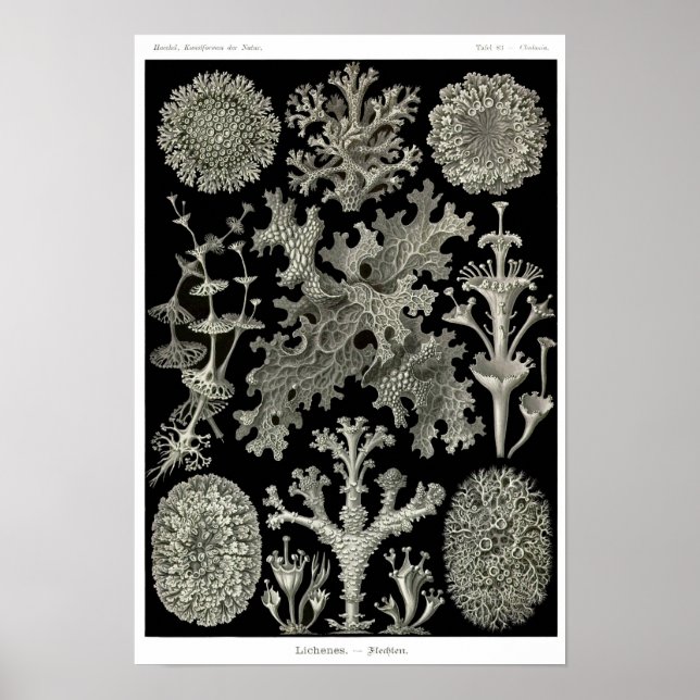 Plate 83. Lichens. Poster (Framsidan)