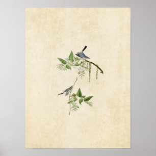 Plate 84 Blå Grått Flycatcher Amerikanska fågl Poster