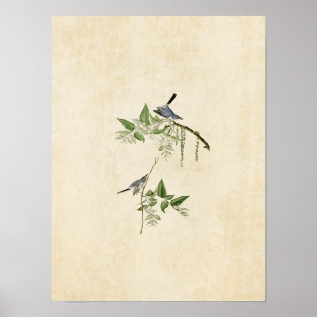 Plate 84 | Blå Grått Flycatcher | Amerikanska fågl Poster (Framsidan)