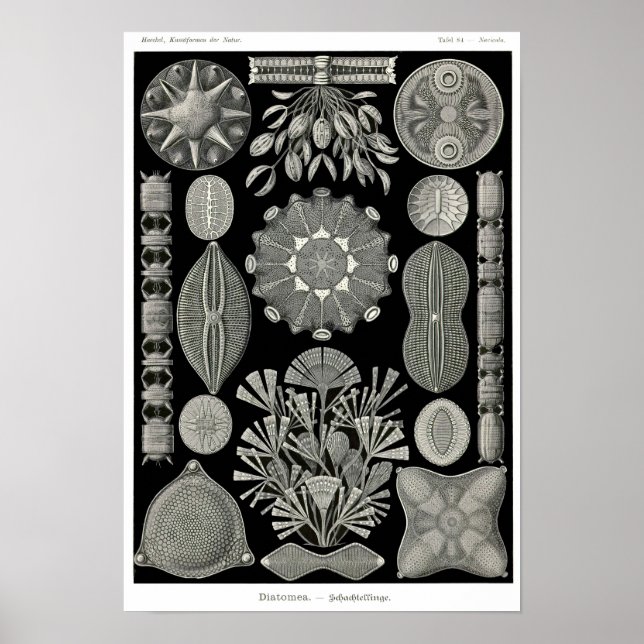Plate 84. Diatomer. Poster (Framsidan)