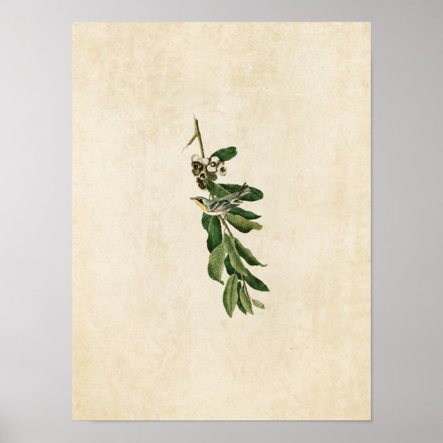 Plate 85 | Varare för Gult Poster (Framsidan)