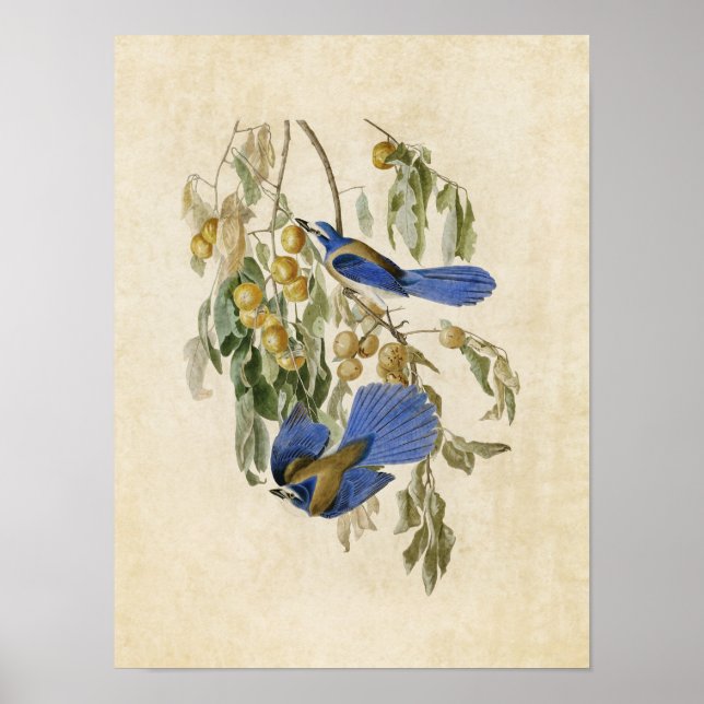 Plate 87 | Florida Jay | Amerikanska fåglar Poster (Framsidan)